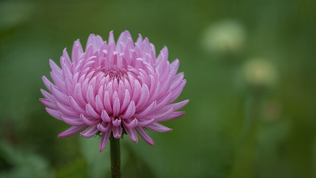 Detailed view of a distinctive pink flower from the woods, featuring split petals and vibrant greenery, taking the place of a purple wildflower in a field with room for text.