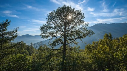 Obraz premium Beautiful outdoor landscape featuring a lone tree on a mountain