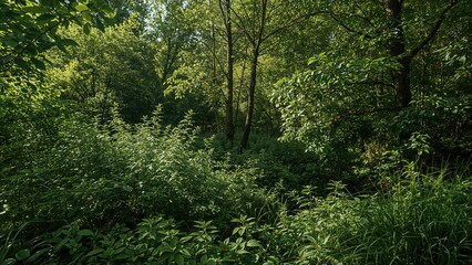 Obraz premium Dense green foliage within a forest