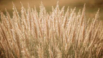 Fototapeta premium Focused view of a small bunch of thin rosy grass blades