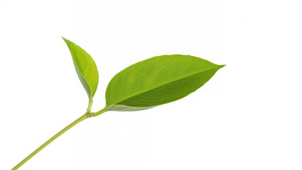 Fototapeta premium Macro view of a bright green leaf branch set on a white surface