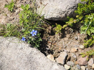 ミヤマリンドウの美しい花