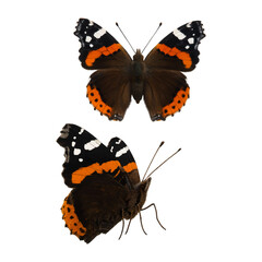 Red Admiral Butterfly