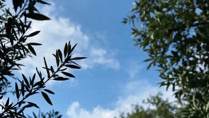 Blue sky featuring the dark outline of an olive branch