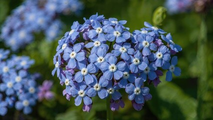 Springtime close-up of delicate blue forget-me-not blossoms