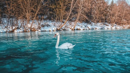 A single juvenile swan glides across a thawing river under a clear winter sky. Frosty and bright day in the wilderness.