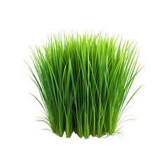 Fresh Green Grass Blades Isolated on White Background