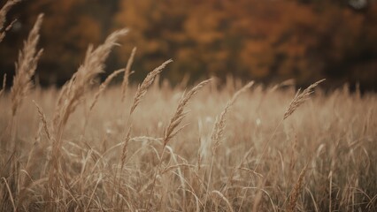Fototapeta premium Close-up of golden dry grass with a soft-focus autumn woodland backdrop