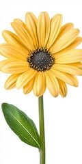 Obraz premium Bright Yellow Daisy Flower with Green Stem and Leaf on White Background, Generative AI