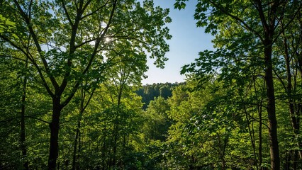 Lush summer leaves in the woods turn vivid green with warmer weather