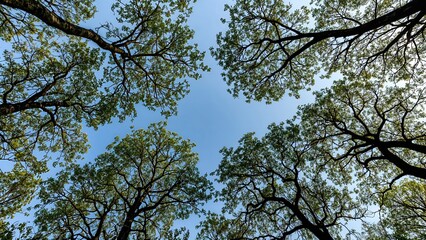 Obraz premium From below, vibrant green foliage reaches into a pristine blue sky, shaping a natural border around an empty center, reflecting a peaceful warm-season setting.