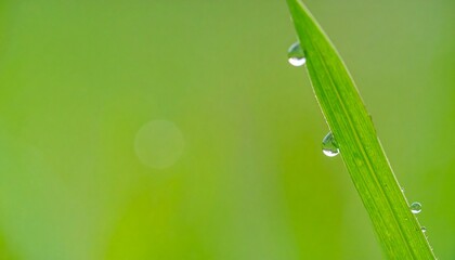 Obraz premium Macro Shot of Dew Drops on a Vibrant Green Blade of Grass