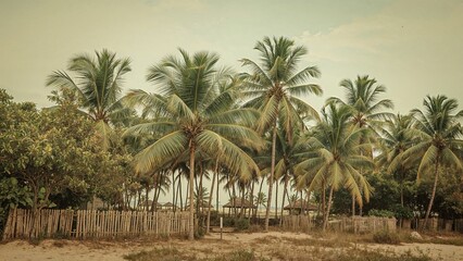 Obraz premium Picturesque palm tree orchard, summer retreat concept - nostalgic filter.