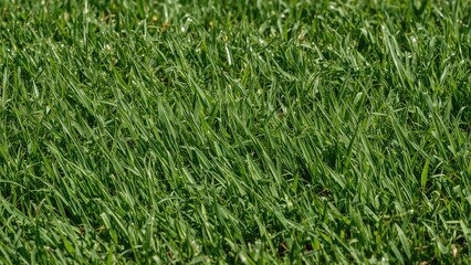 Natural green pasture background texture