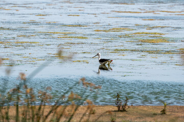 The black-winged stilt ( Himantopus himantopus ) walks in shallow water and searches for food - small invertebrates - in the muddy bottom with the help of a long beak. His long red leg is visible.