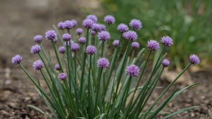 Purple Flowering Allium Schoenoprasum with Vibrant Green Stalks