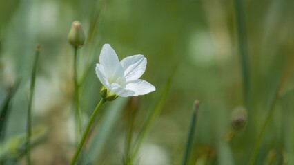 Nature's white flowers with a carpel blur effect, symbolizing love and gifts in spring and summer