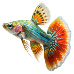 Fototapeta premium high resolution close up of a single guppy lif.png