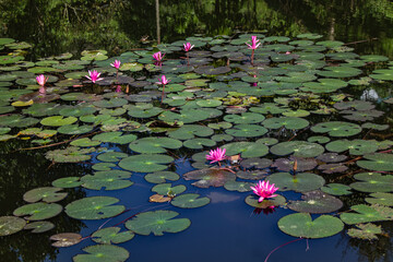 Lotus bud rising from clear pond water.