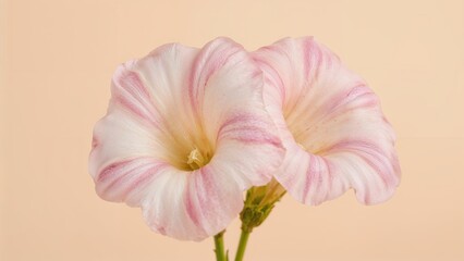 Fototapeta premium Mediterranean-origin Convolvulus elegantissimus flowering plant