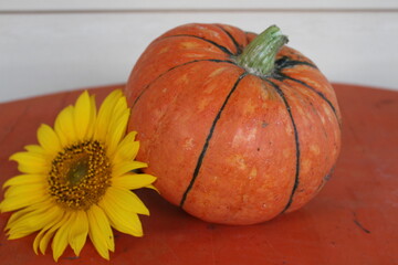 beautiful pumpkin on the table waiting to be decorated for the holiday