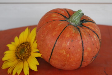 beautiful pumpkin on the table waiting to be decorated for the holiday