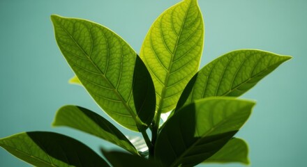 Fototapeta premium Green Fresh Leafy Plant with Bright Green Leaves in Natural Light