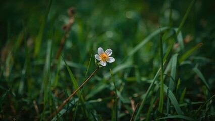 Flower sprouting through grass, bloom sitting on a small branch
