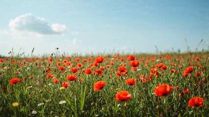 Field covered with bright red poppies
