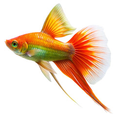 Fototapeta premium a single swordtail fish vibrant orange and gre.png