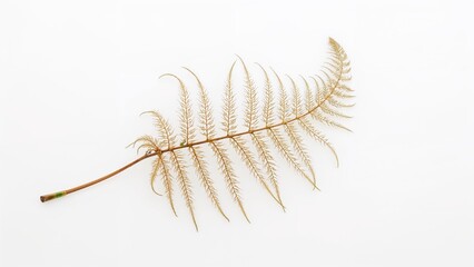 Obraz premium Single Fern Leaf Isolated on White