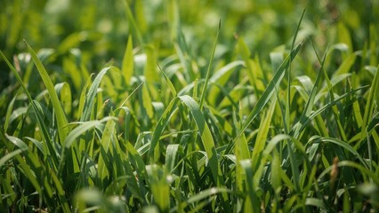 Fototapeta premium Nature-inspired green plant texture with light and summer vibes