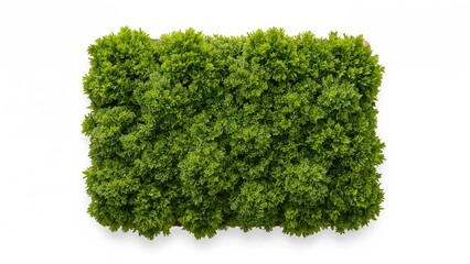 Fototapeta premium Green moss rim isolated against a white surface, top angle