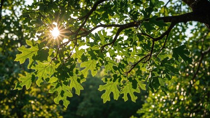 Oak leaves glowing under a radiant sun