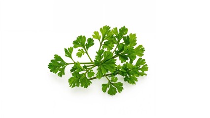 Lush green cilantro sprigs isolated on a white canvas