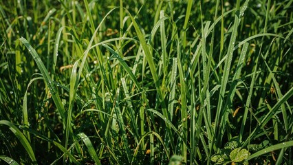 Obraz premium Close-up of green leaves and plants in a serene nature backdrop