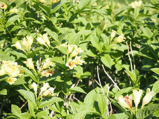 ウコンウツギのかわいい花