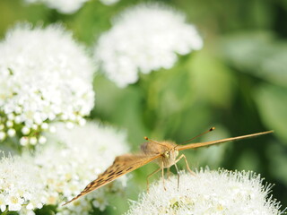 ヒョウモンチョウと花