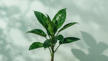 Green Plant Featuring Long Stems