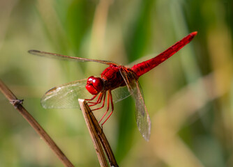 close up of red dragonfly