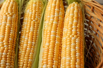 Golden, freshly picked corn cobs in a rustic wicker basket, radiating natural beauty and evoking the wholesome spirit of organic farming, harvest abundance, and healthy living.