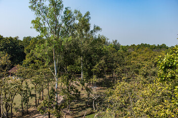 Scenic woodland trail in Bhawal National Park, Gazipur.