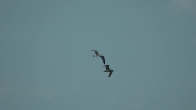 Seagulls flying sky, several birds soaring gracefully against a light blue backdrop, peaceful nature scene.