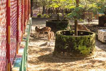Spotted Chitra deer standing in natural habitat.