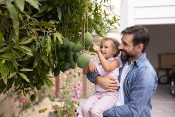 Dad holds little 3s daughter while she touches unripe mangoes hangs on tree, stand outdoors,...