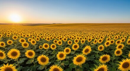 Obraz premium Sunflower Field Sunset Landscape Vibrant Yellow Flowers Under Blue Sky