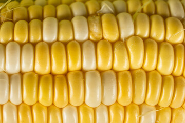 Fresh raw ripe corn cob with bright kernels macro