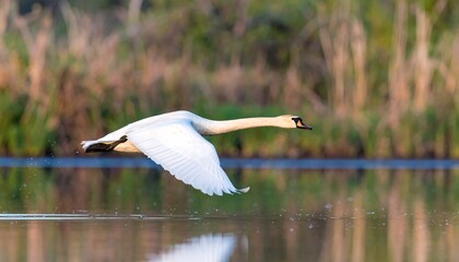 A swan in flight over tranquil water.