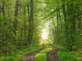 Footpath through green sunny Forest with Morning Fog in Spring