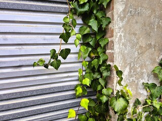 Close up of ivy leaves growing over a corrugated iron garage door and rendered brick wall.